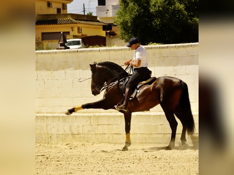PRE Castrone 7 Anni 165 cm Baio scuro in Bonanza