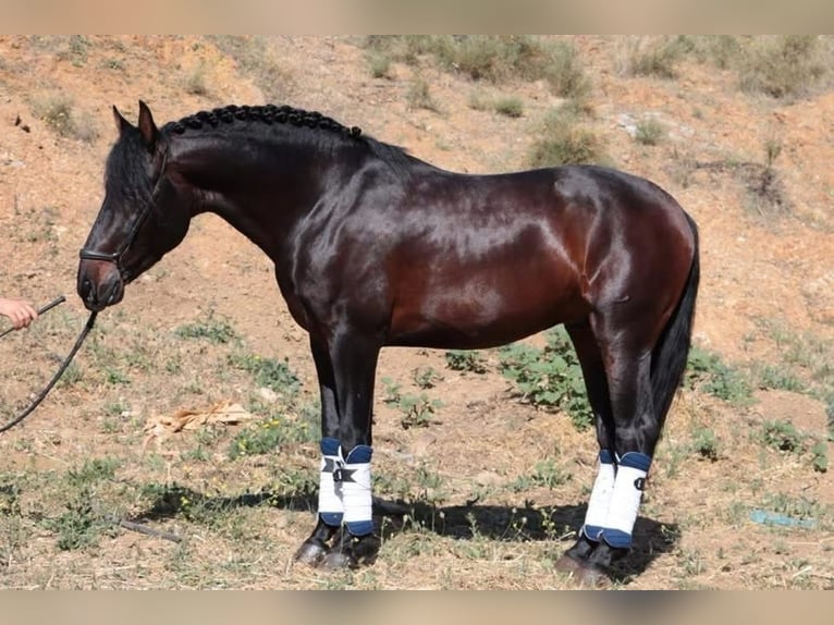 PRE Castrone 7 Anni 165 cm Baio scuro in Bonanza