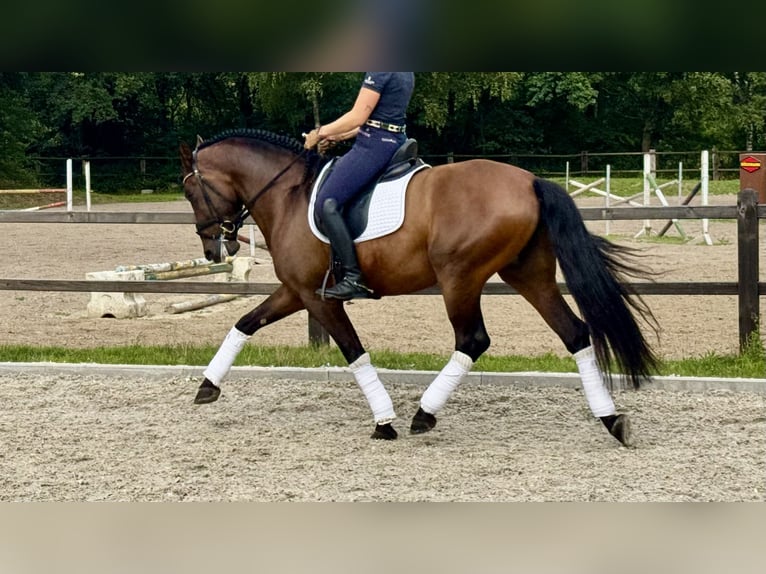PRE Castrone 7 Anni 165 cm Baio scuro in Bonanza