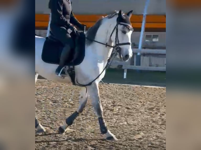 PRE Castrone 7 Anni 165 cm Grigio in Chiari
