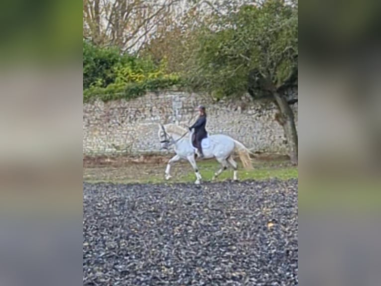 PRE Mix Castrone 7 Anni 165 cm Grigio in Troarn