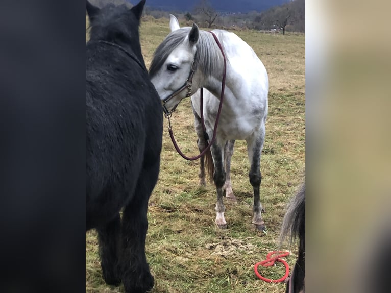 PRE Castrone 7 Anni 165 cm Grigio in Wehretal