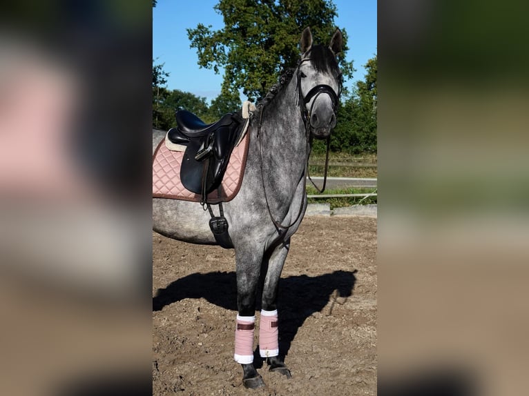 PRE Mix Castrone 7 Anni 165 cm Grigio pezzato in Dinteloord