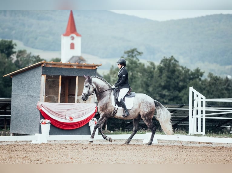 PRE Castrone 7 Anni 165 cm Grigio pezzato in Göllersdorf