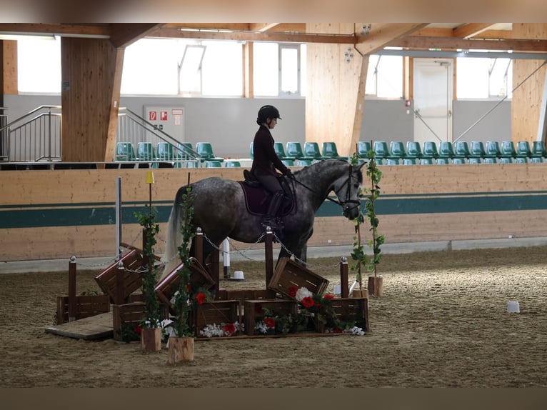 PRE Castrone 7 Anni 165 cm Grigio pezzato in Göllersdorf