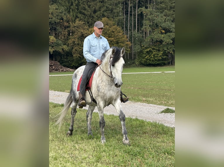 PRE Mix Castrone 7 Anni 165 cm Grigio pezzato in GrabenstättGrabenstätt