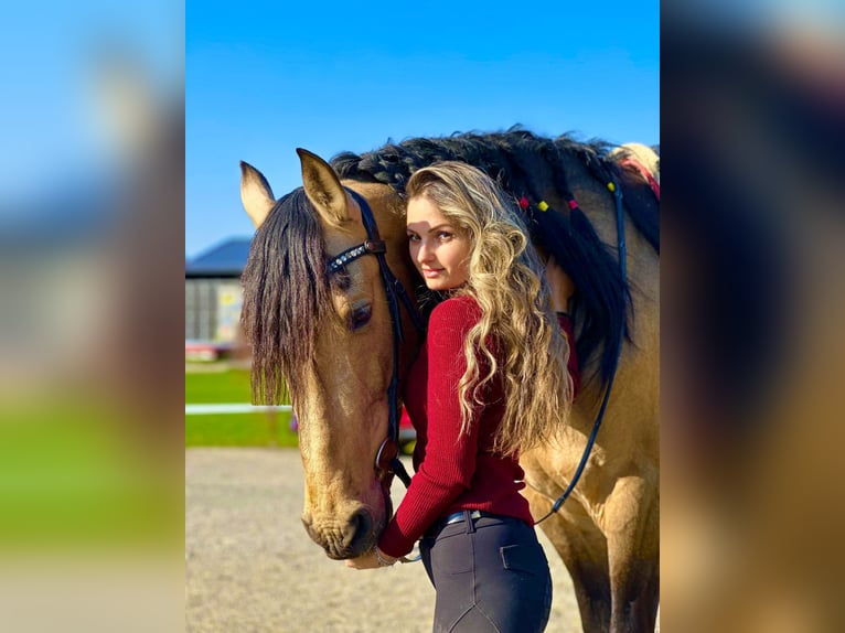 PRE Mix Castrone 7 Anni 165 cm Pelle di daino in Baar