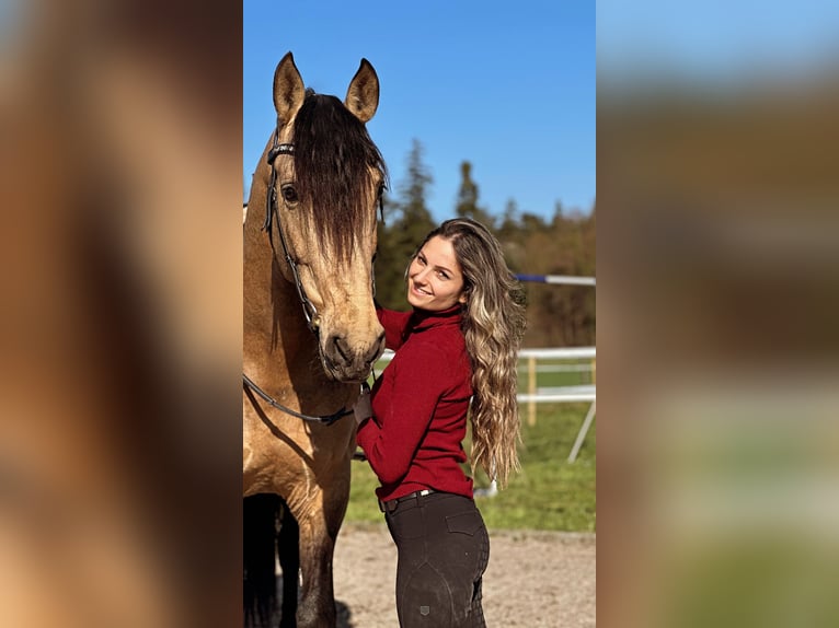 PRE Mix Castrone 7 Anni 165 cm Pelle di daino in Baar