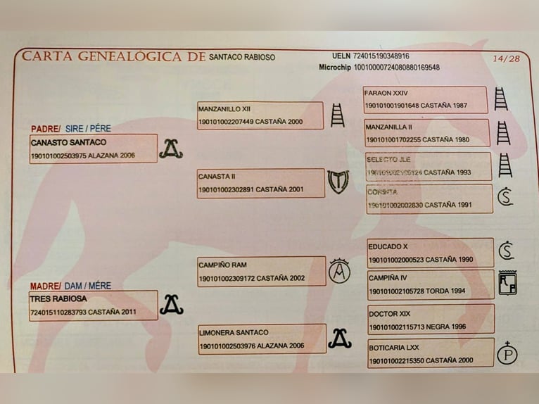 PRE Castrone 7 Anni 166 cm Baio in Ahorn