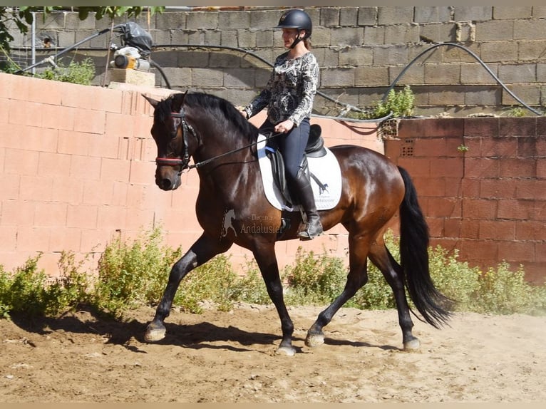 PRE Castrone 7 Anni 166 cm Baio scuro in Provinz Malaga