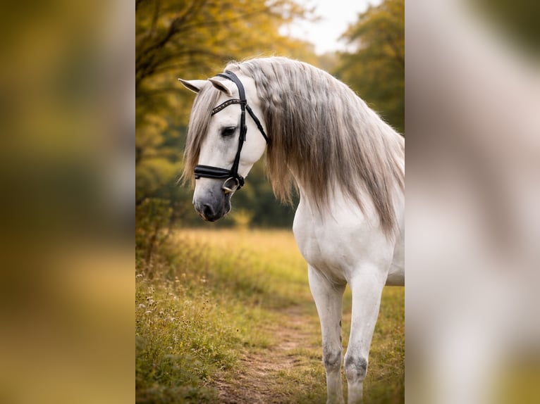 PRE Mix Castrone 7 Anni 166 cm Grigio in Grebenhain