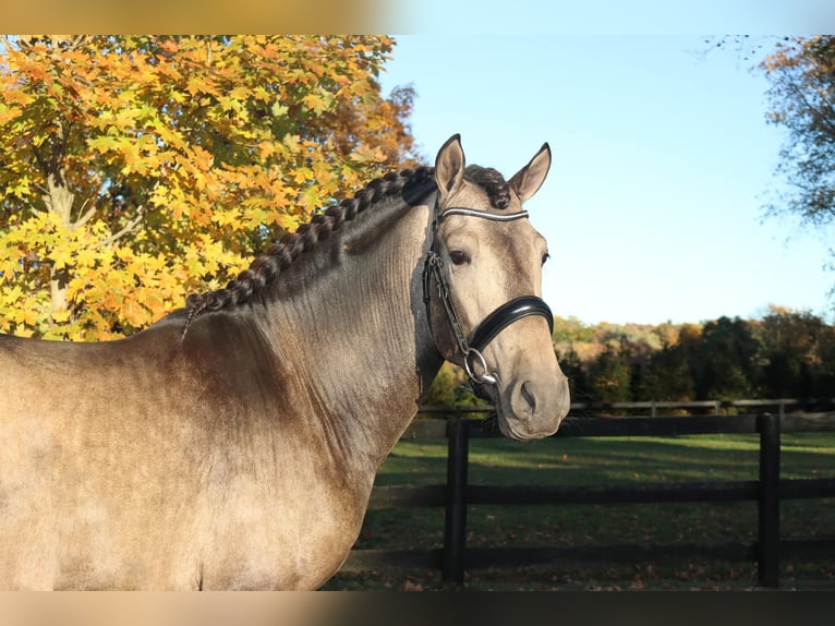 PRE Mix Castrone 7 Anni 166 cm Pelle di daino in Wildenbruch