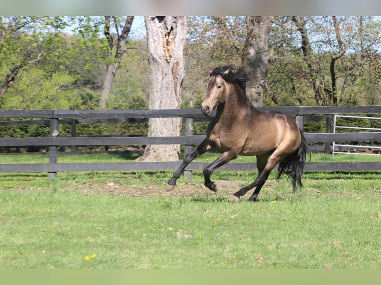 PRE Mix Castrone 7 Anni 166 cm Pelle di daino in Wildenbruch