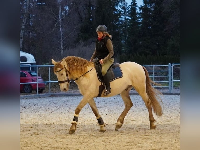 PRE Mix Castrone 7 Anni 166 cm Perlino in Wilflingen