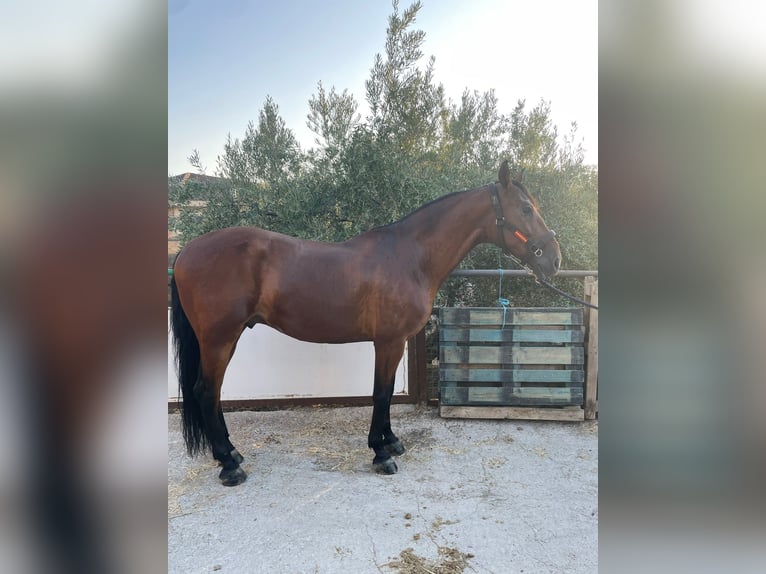 PRE Castrone 7 Anni 167 cm Baio in Martos