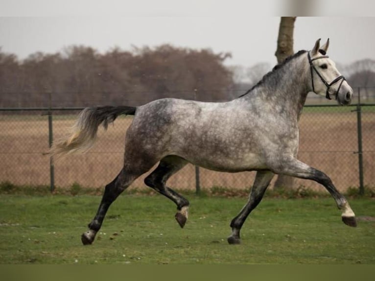 PRE Mix Castrone 7 Anni 167 cm Grigio in Düsseldorf