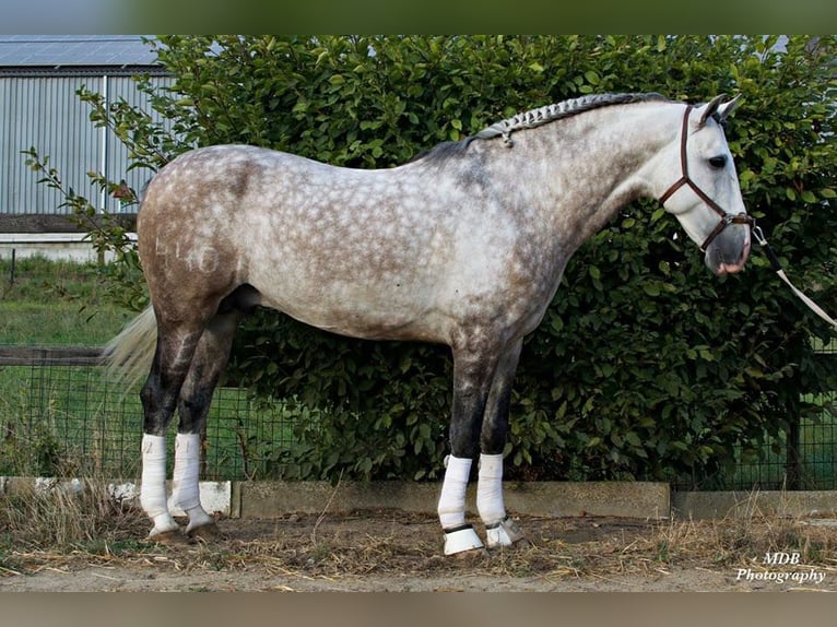 PRE Mix Castrone 7 Anni 167 cm Grigio in Dormagen