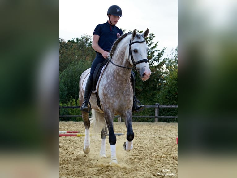 PRE Mix Castrone 7 Anni 167 cm Grigio in Dormagen