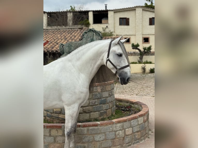 PRE Mix Castrone 7 Anni 167 cm Grigio in Santa Perpetua de Mogoda