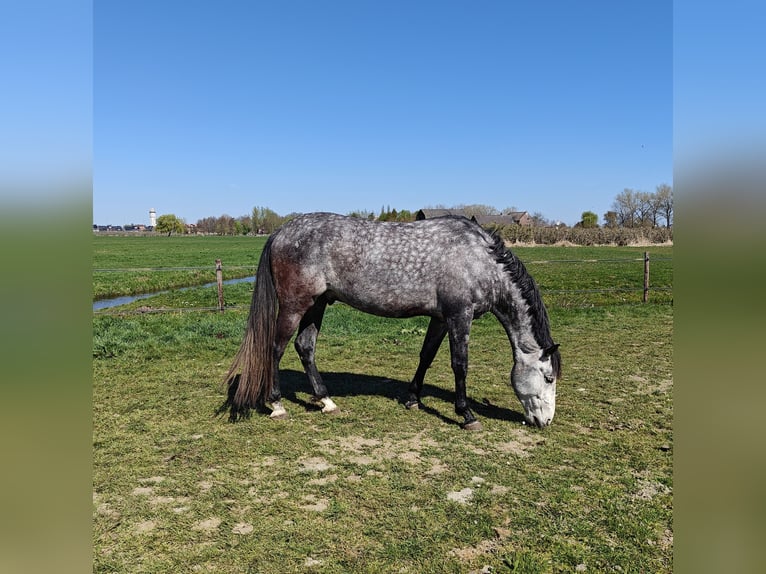 PRE Mix Castrone 7 Anni 167 cm Grigio in Meerkerk