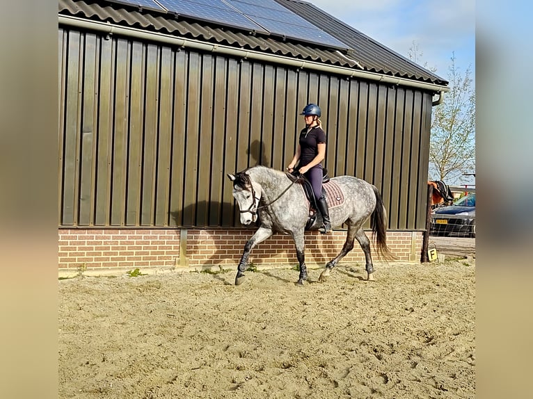 PRE Mix Castrone 7 Anni 167 cm Grigio in Meerkerk