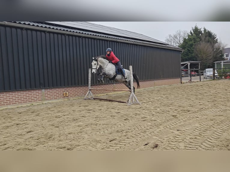 PRE Mix Castrone 7 Anni 167 cm Grigio in Meerkerk