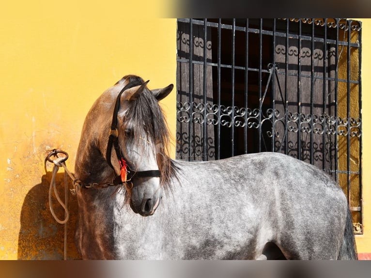 PRE Castrone 7 Anni 167 cm Grigio in Provinz Malaga