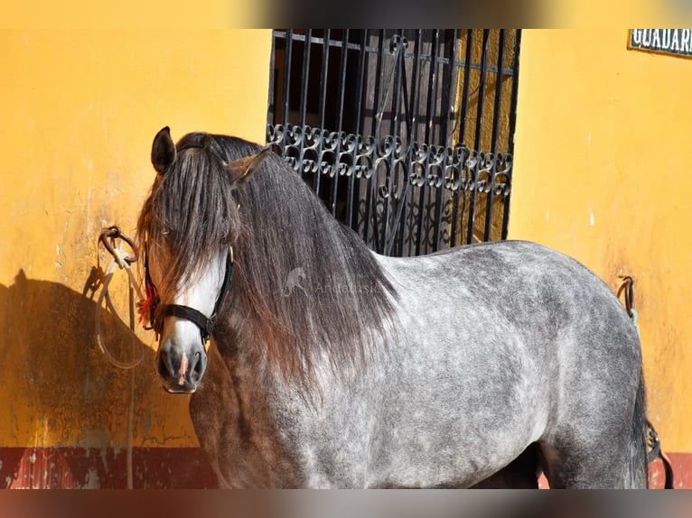 PRE Castrone 7 Anni 167 cm Grigio in Provinz Malaga