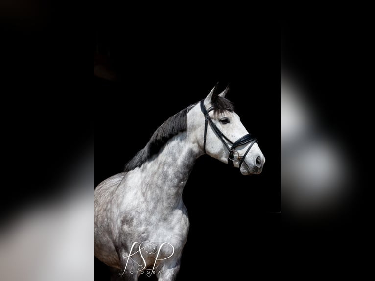 PRE Mix Castrone 7 Anni 167 cm Grigio in Hardinxveld-Giessendam