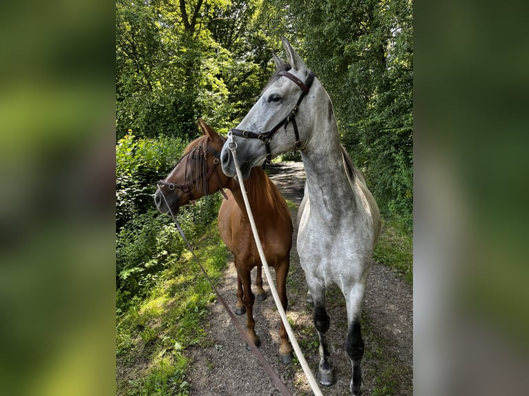 PRE Castrone 7 Anni 167 cm Grigio pezzato in Walhorn