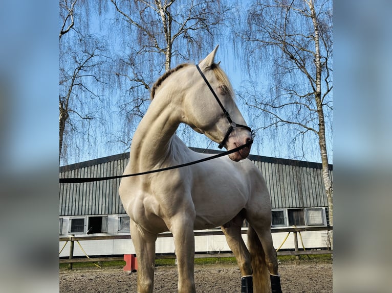 PRE Castrone 7 Anni 167 cm Pearl in HassendorfSottrum