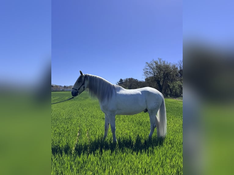 PRE Castrone 7 Anni 168 cm Bianco in Calldetenes