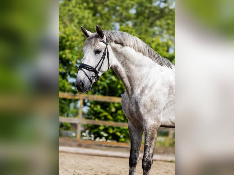 PRE Castrone 7 Anni 168 cm Grigio in Sm