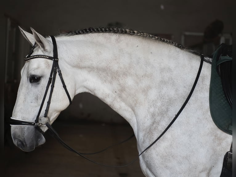 PRE Mix Castrone 7 Anni 168 cm Grigio in Los Barrios