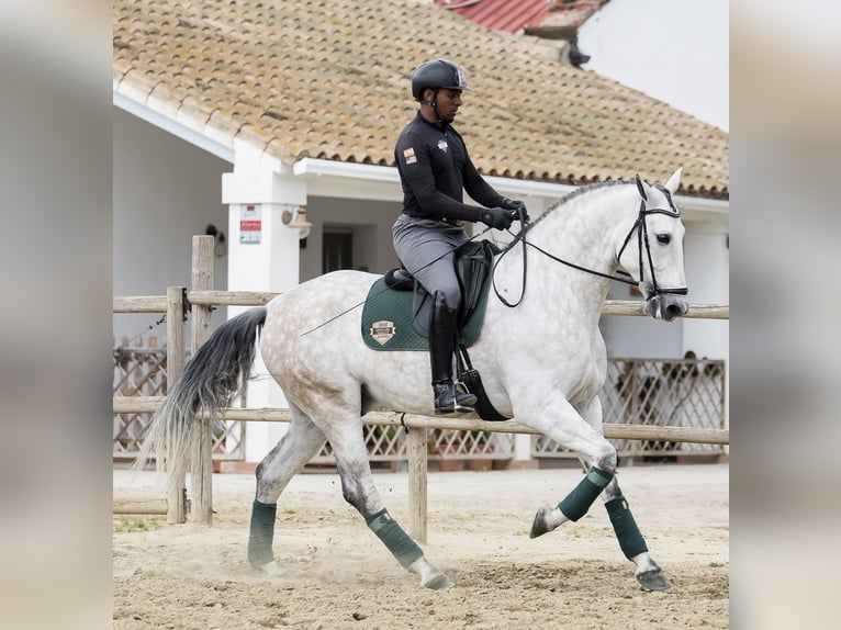 PRE Mix Castrone 7 Anni 168 cm Grigio in Los Barrios