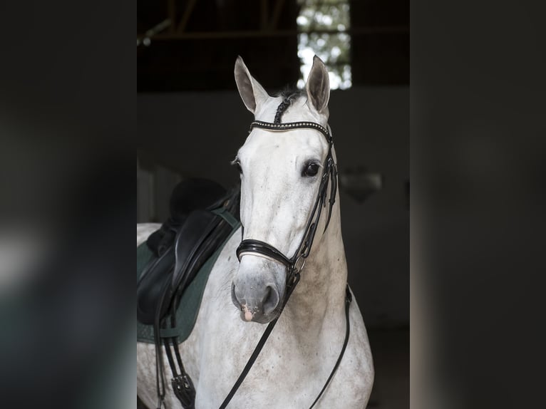 PRE Mix Castrone 7 Anni 168 cm Grigio in Los Barrios