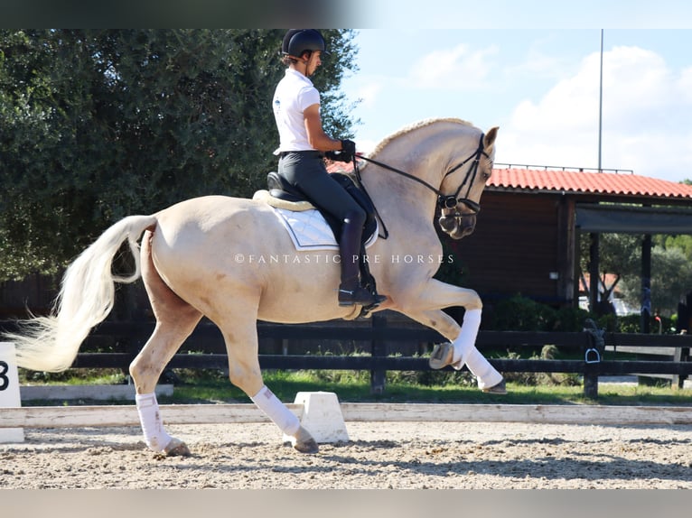 PRE Castrone 7 Anni 168 cm Palomino in Santa Perpetua de Mogoda