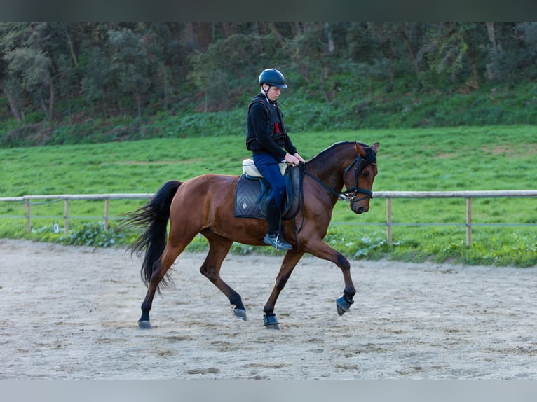 PRE Castrone 7 Anni 170 cm Baio in Cardedeu