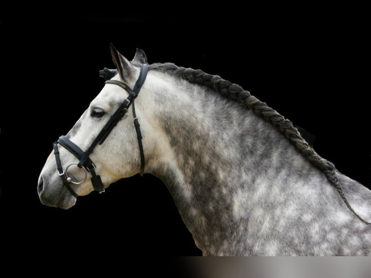 PRE Mix Castrone 7 Anni 170 cm Grigio pezzato in Großenkneten