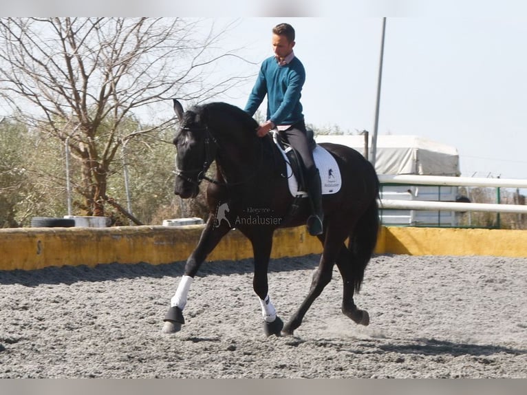 PRE Mix Castrone 7 Anni 170 cm Morello in Penne d&#xB4;Agenais