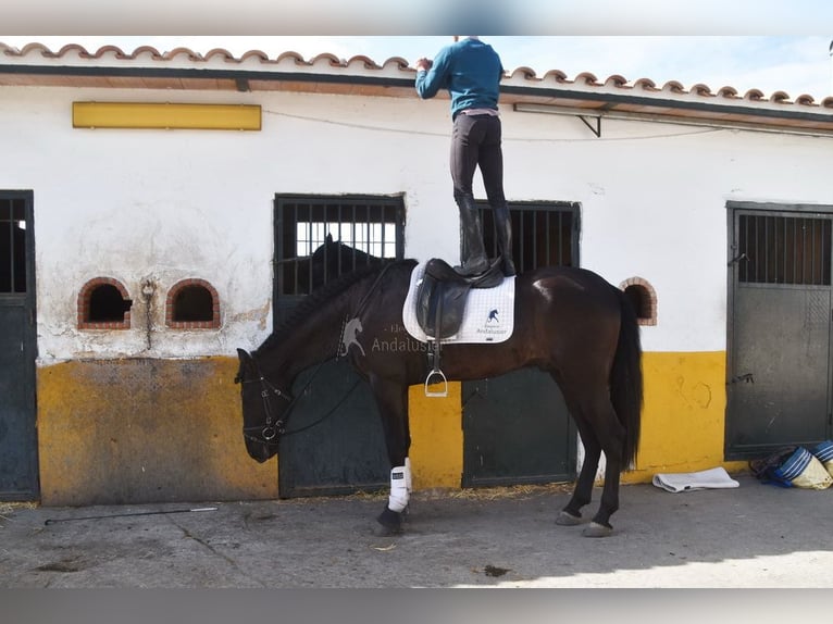 PRE Mix Castrone 7 Anni 170 cm Morello in Penne d&#xB4;Agenais