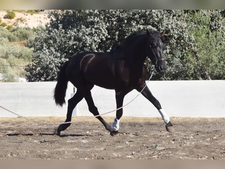 PRE Mix Castrone 7 Anni 170 cm Morello in Penne d&#xB4;Agenais