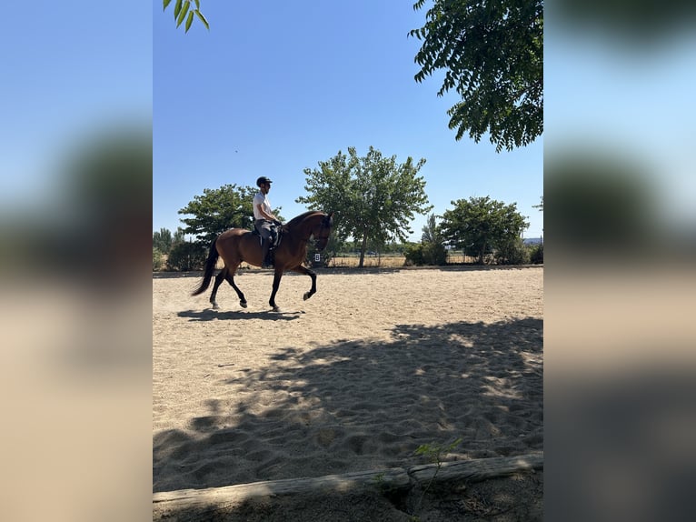 PRE Castrone 7 Anni 171 cm Baio in Base Aerea Conjunta Torrejon