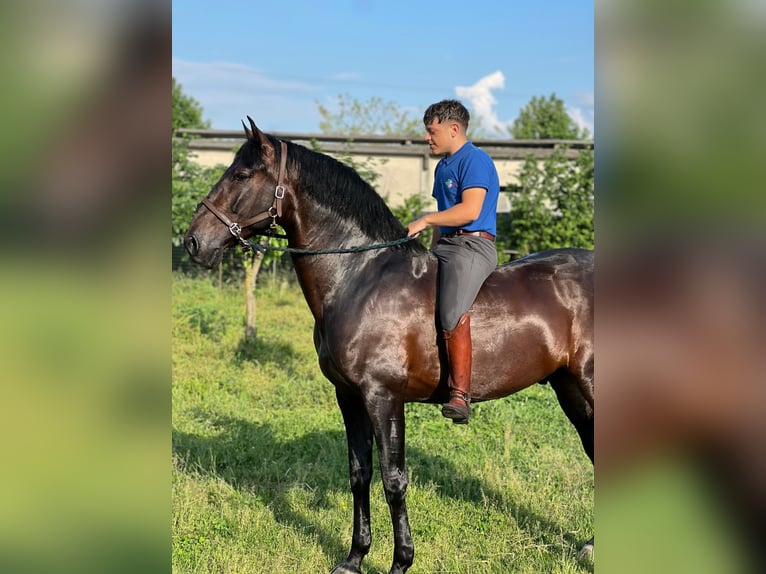 PRE Castrone 7 Anni 172 cm Baio in Mornico al serio