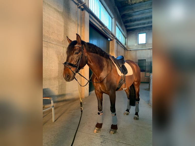PRE Castrone 7 Anni 172 cm Baio in Mornico al serio