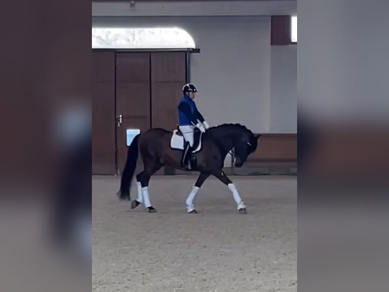 PRE Castrone 7 Anni 172 cm Baio in Mornico al serio