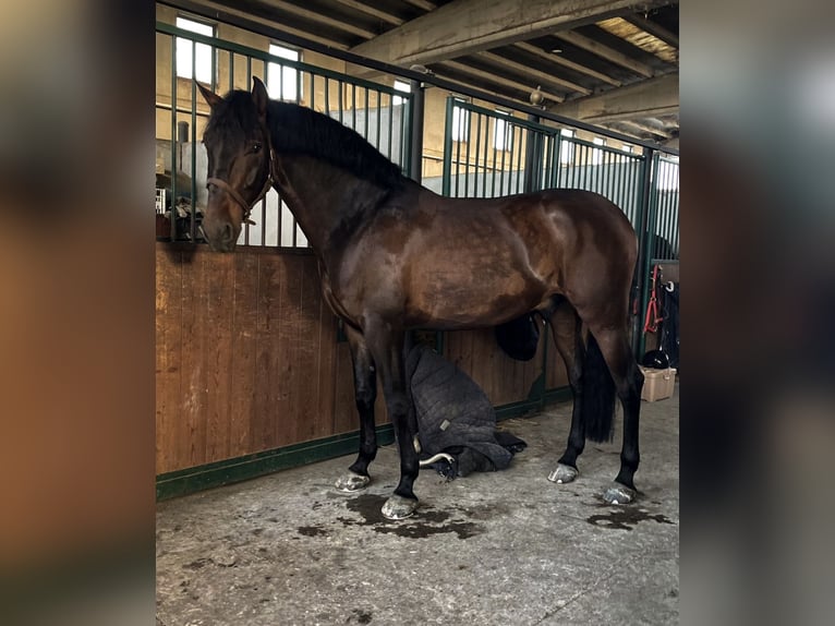 PRE Castrone 7 Anni 172 cm Baio in Mornico al serio