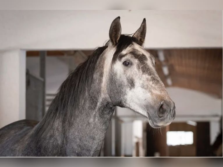 PRE Castrone 7 Anni 173 cm in Hohenbrunn