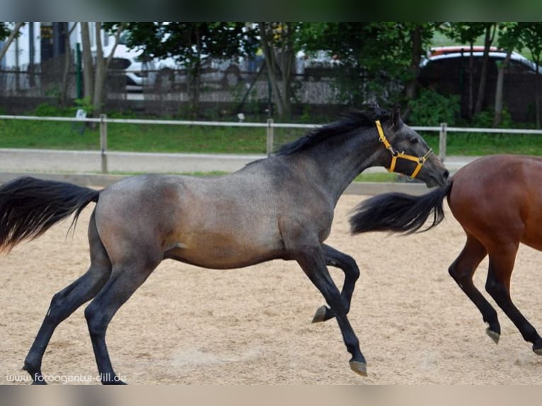 PRE Castrone 7 Anni 173 cm in Hohenbrunn