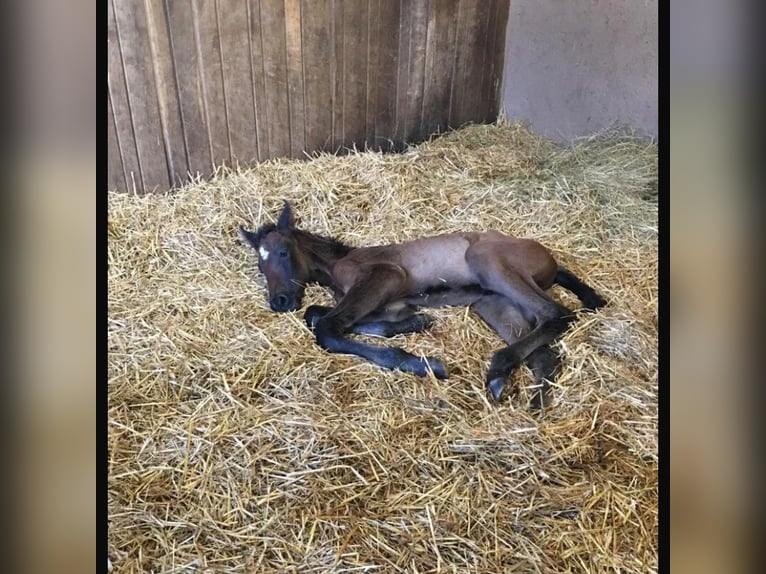 PRE Castrone 7 Anni 173 cm in Hohenbrunn